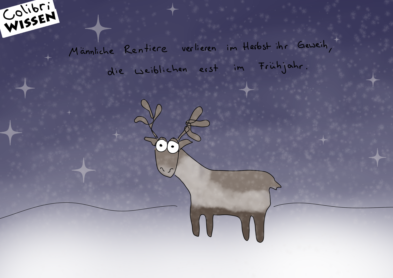 Colibri Wissen Rentiere Colibri Comics